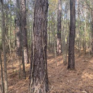 Photo #39 of 1512 Cedar Creek Road, Fayetteville, NC 32.0 acres