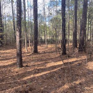 Photo #42 of 1512 Cedar Creek Road, Fayetteville, NC 32.0 acres