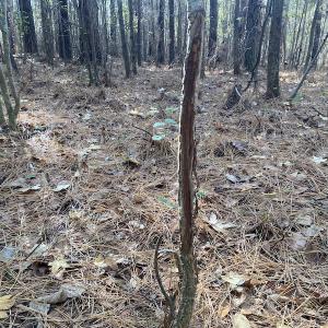 Photo #44 of 1512 Cedar Creek Road, Fayetteville, NC 32.0 acres