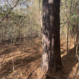 Photo #45 of 1512 Cedar Creek Road, Fayetteville, NC 32.0 acres