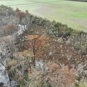Photo #5 of SOLD property in 234 Burnt Mill Road, Edenton, NC 24.6 acres
