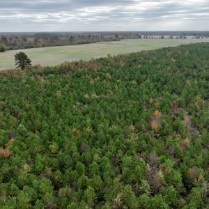 Photo #2 of SOLD property in 208 Burnt Mill Road, Edenton, NC 44.7 acres