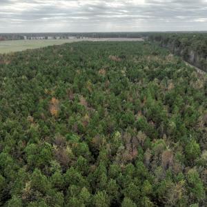Photo #3 of SOLD property in 208 Burnt Mill Road, Edenton, NC 44.7 acres