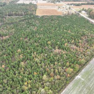 Photo #4 of SOLD property in 208 Burnt Mill Road, Edenton, NC 44.7 acres