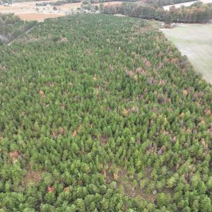 Photo #5 of SOLD property in 208 Burnt Mill Road, Edenton, NC 44.7 acres