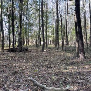 Photo #20 of SOLD property in Off Redwood Road, Onancock, VA 8.0 acres