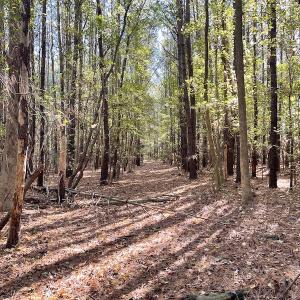 Photo #22 of SOLD property in Off Redwood Road, Onancock, VA 8.0 acres