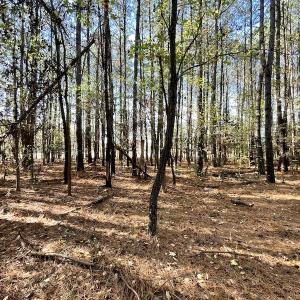 Photo #23 of SOLD property in Off Redwood Road, Onancock, VA 8.0 acres
