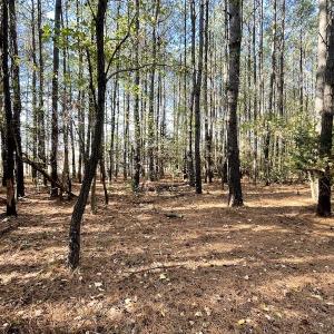 Photo #24 of SOLD property in Off Redwood Road, Onancock, VA 8.0 acres