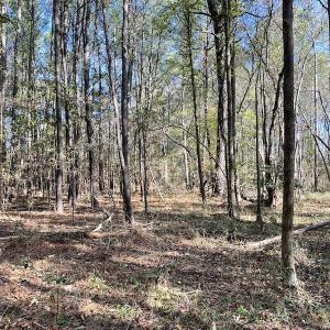 Photo #25 of SOLD property in Off Redwood Road, Onancock, VA 8.0 acres