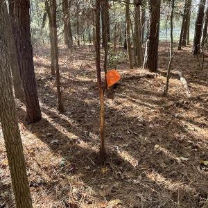Photo #26 of SOLD property in Off Redwood Road, Onancock, VA 8.0 acres