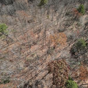 Photo #13 of SOLD property in Off Foley Road, Stuart, VA 6.3 acres