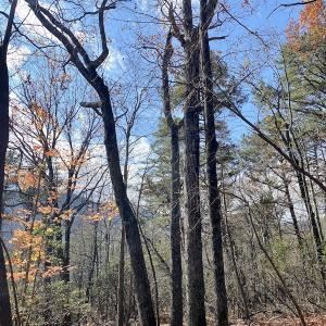 Photo #18 of SOLD property in Off Foley Road, Stuart, VA 6.3 acres