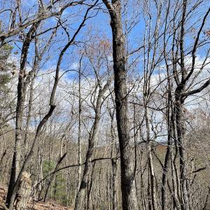 Photo #20 of SOLD property in Off Foley Road, Stuart, VA 6.3 acres