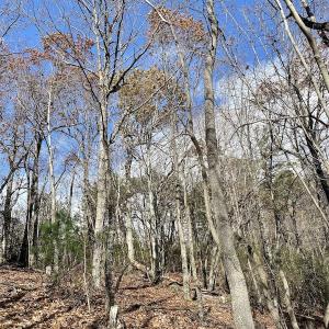 Photo #23 of SOLD property in Off Foley Road, Stuart, VA 6.3 acres