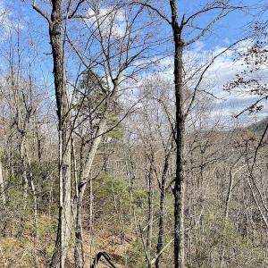 Photo #24 of SOLD property in Off Foley Road, Stuart, VA 6.3 acres