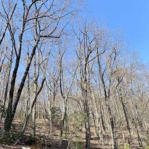 Photo #29 of SOLD property in Off Foley Road, Stuart, VA 6.3 acres