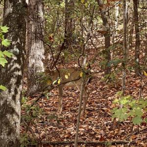 Photo #30 of SOLD property in Off Foley Road, Stuart, VA 6.3 acres