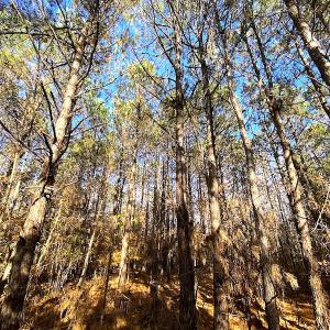 Photo #27 of SOLD property in 3077 Carolina Road, Suffolk, VA 22.0 acres