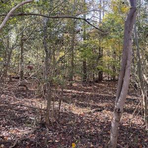 Photo #29 of SOLD property in 3077 Carolina Road, Suffolk, VA 22.0 acres