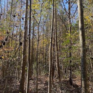 Photo #30 of SOLD property in 3077 Carolina Road, Suffolk, VA 22.0 acres