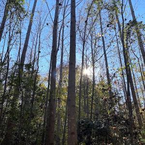 Photo #31 of SOLD property in 3077 Carolina Road, Suffolk, VA 22.0 acres