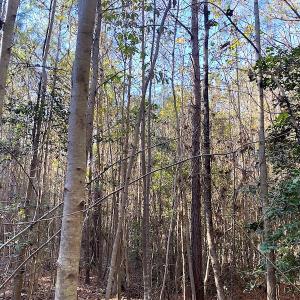 Photo #32 of SOLD property in 3077 Carolina Road, Suffolk, VA 22.0 acres