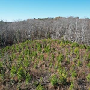 Photo #17 of SOLD property in Off Bunker Hill Road, Heathsville, VA 93.8 acres