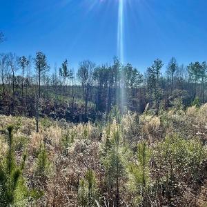 Photo #27 of SOLD property in Off Bunker Hill Road, Heathsville, VA 93.8 acres