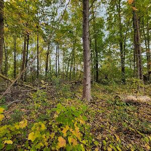 Photo #8 of SOLD property in 5511 Rainbow Street, McLeansville, NC 0.4 acres