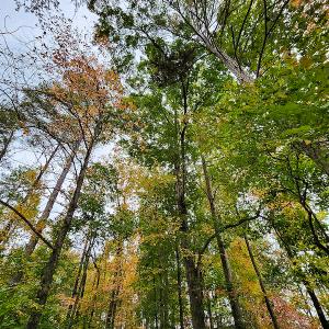 Photo #13 of SOLD property in 5511 Rainbow Street, McLeansville, NC 0.4 acres