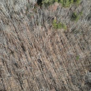 Photo #22 of SOLD property in 3168 Old Mill Road, Patrick Springs, VA 136.5 acres