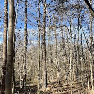 Photo #28 of SOLD property in 3168 Old Mill Road, Patrick Springs, VA 136.5 acres