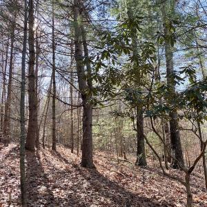 Photo #30 of SOLD property in 3168 Old Mill Road, Patrick Springs, VA 136.5 acres