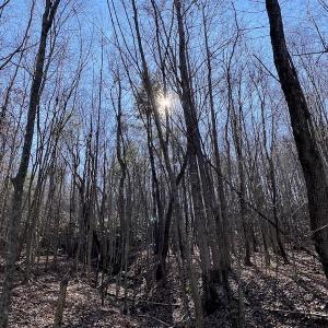 Photo #31 of SOLD property in 3168 Old Mill Road, Patrick Springs, VA 136.5 acres