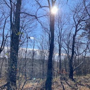 Photo #33 of SOLD property in 3168 Old Mill Road, Patrick Springs, VA 136.5 acres