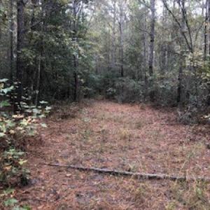 Photo #3 of SOLD property in Off Harrell Road, Burgaw, NC 35.0 acres