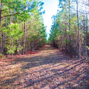 Photo #13 of SOLD property in Off Old Land Fill Road, Vanceboro, NC 15.3 acres