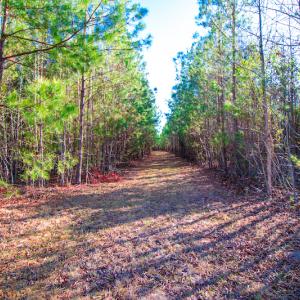 Photo #13 of SOLD property in Off Old Land Fill Road, Vanceboro, NC 15.3 acres