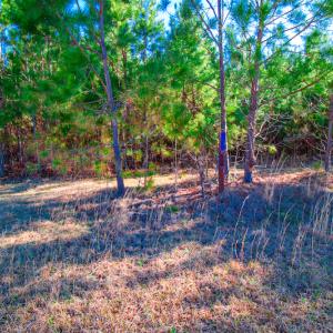 Photo #16 of SOLD property in Off Old Land Fill Road, Vanceboro, NC 15.3 acres
