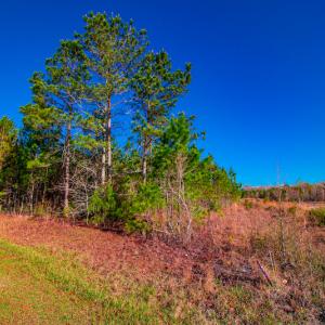 Photo #9 of SOLD property in Off Old Land Fill Road, Vanceboro, NC 15.3 acres