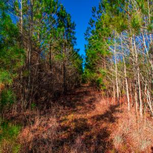 Photo #10 of SOLD property in Off Old Land Fill Road, Vanceboro, NC 15.3 acres