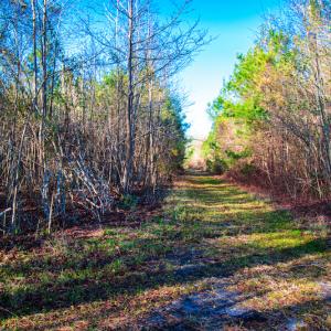 Photo #12 of SOLD property in Off Old Land Fill Road, Vanceboro, NC 15.3 acres