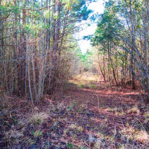 Photo #14 of SOLD property in Off Old Land Fill Road, Vanceboro, NC 15.3 acres