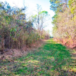 Photo #16 of SOLD property in Off Old Land Fill Road, Vanceboro, NC 15.3 acres