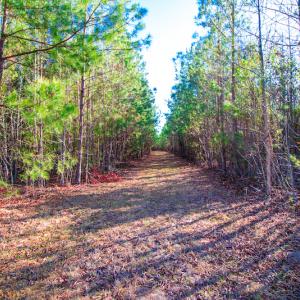 Photo #17 of SOLD property in Off Old Land Fill Road, Vanceboro, NC 15.3 acres