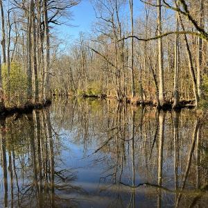 Photo #14 of SOLD property in 234 Burnt Mill Road, Edenton, NC 24.6 acres