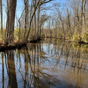 Photo #15 of SOLD property in 234 Burnt Mill Road, Edenton, NC 24.6 acres