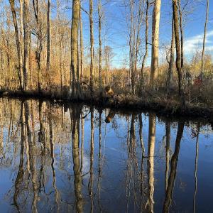 Photo #17 of SOLD property in 234 Burnt Mill Road, Edenton, NC 24.6 acres