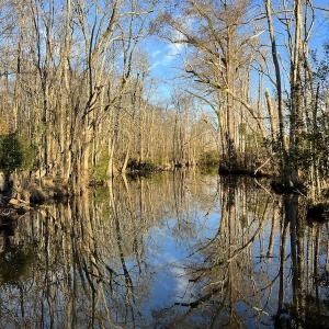 Photo #18 of SOLD property in 234 Burnt Mill Road, Edenton, NC 24.6 acres